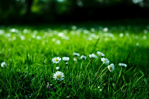 Daisies