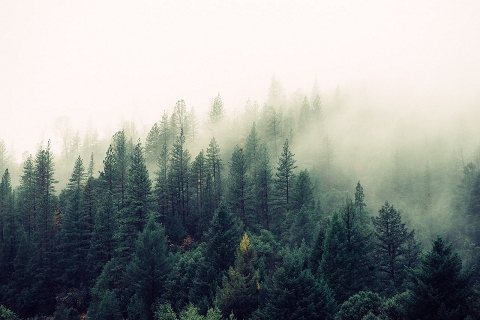 Foggy forest